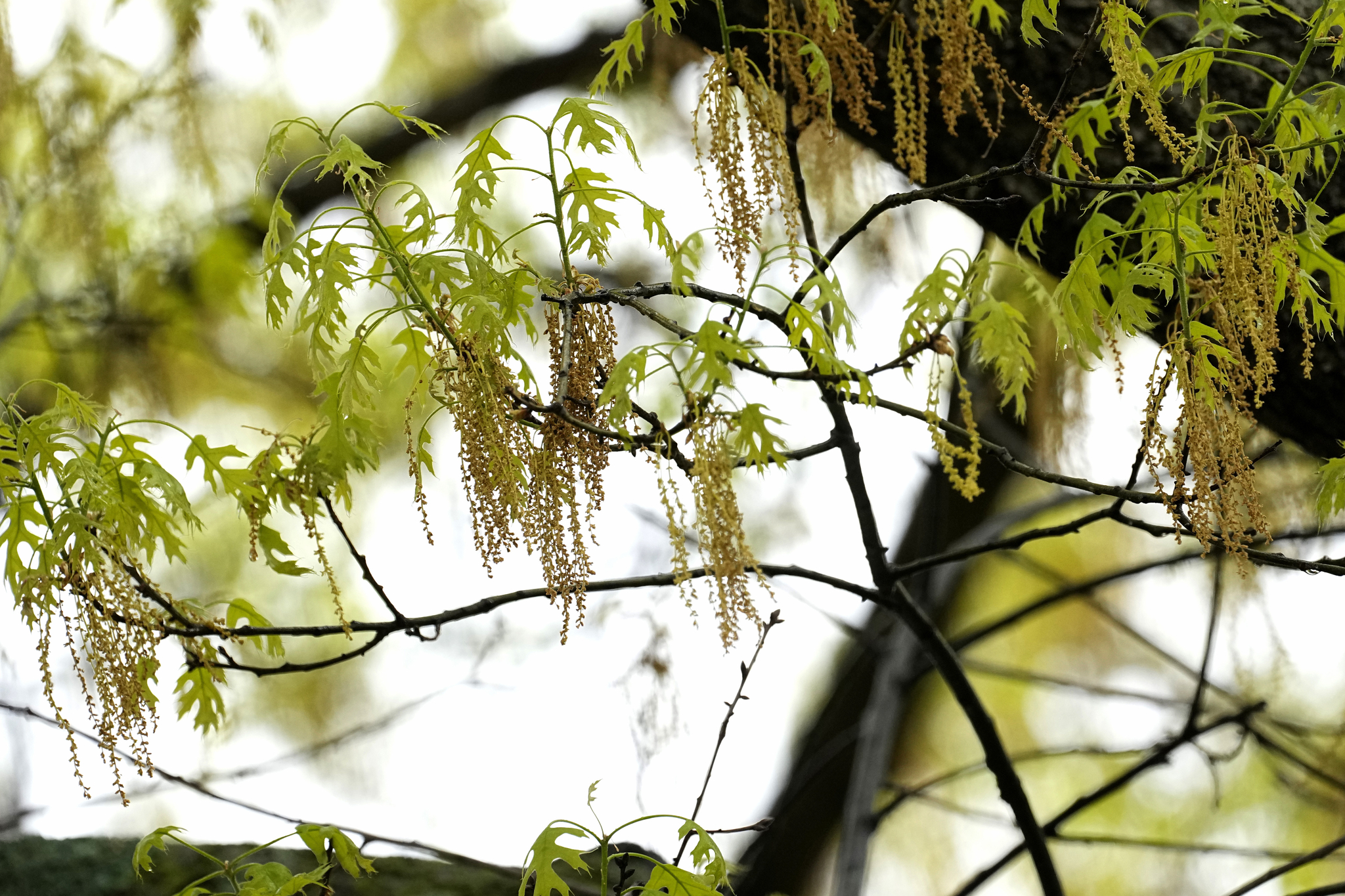 An oak tree with new leaf growth also shows pollen hanging amongst the branches at a park in Richardson, Texas, Thursday, March 21, 2024. [AP/YONHAP]