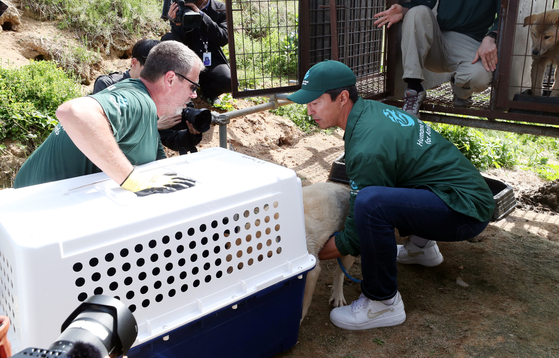 Workers from the Cheongju city government and Humane World for Animals transport dogs rescued from an illegal dog farm in Cheongju, North Chungcheong, on May 8. [YONHAP] 