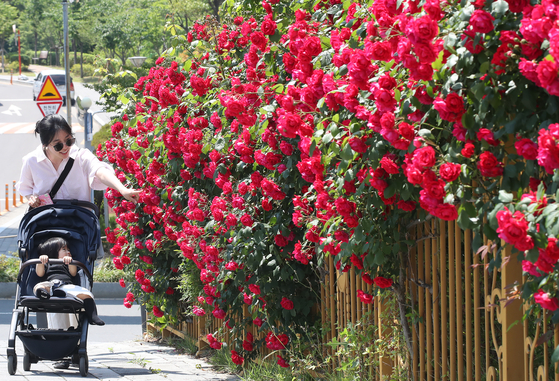 A mother and her baby admire roses in full bloom along an apartment fence while out for a walk in a residential area in Namsan-dong, Daegu, on May 12. [NEWS1]