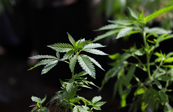A marijuana plant awaits transplanting in this photo taken on April 12, 2018. [AP/YONHAP] 