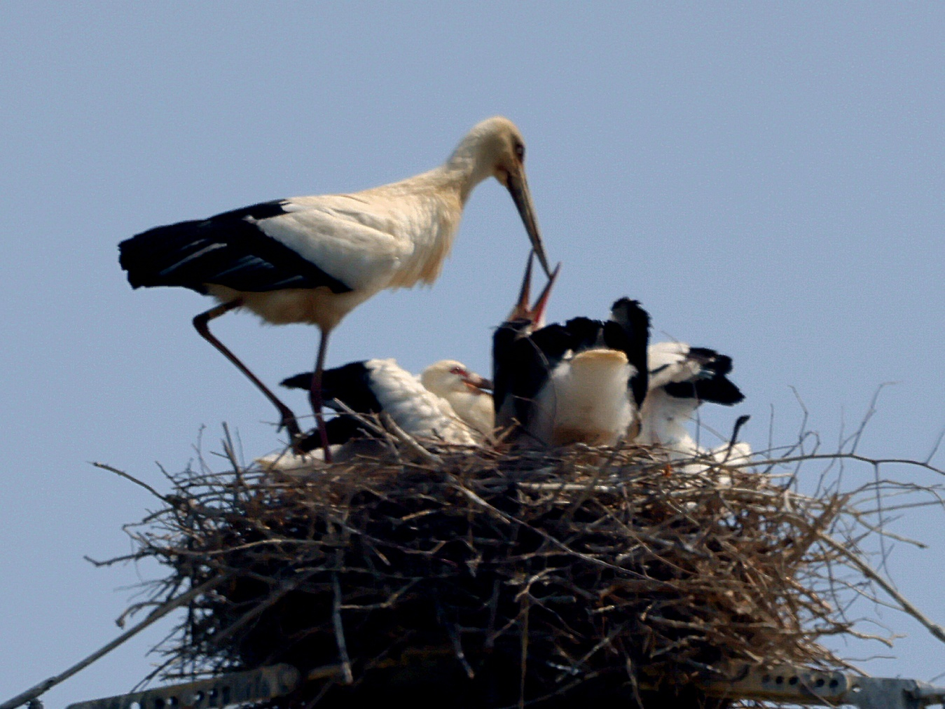 A flock of endangered Oriental storks, a natural monument in Korea, has been spotted nesting atop a high-voltage transmission tower in Naju, South Jeolla. [GWANGJU FEDERATION FOR ENVIRONMENT MOVEMENT]