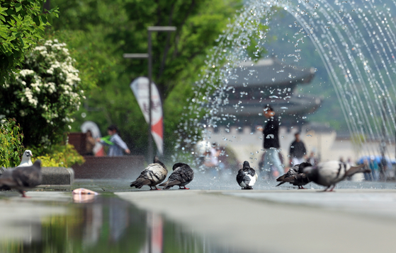 Pigeons are seen around the fountains of Gwanghwamun Square in Jongno District, central Seoul, on May 13. [NEWS1]