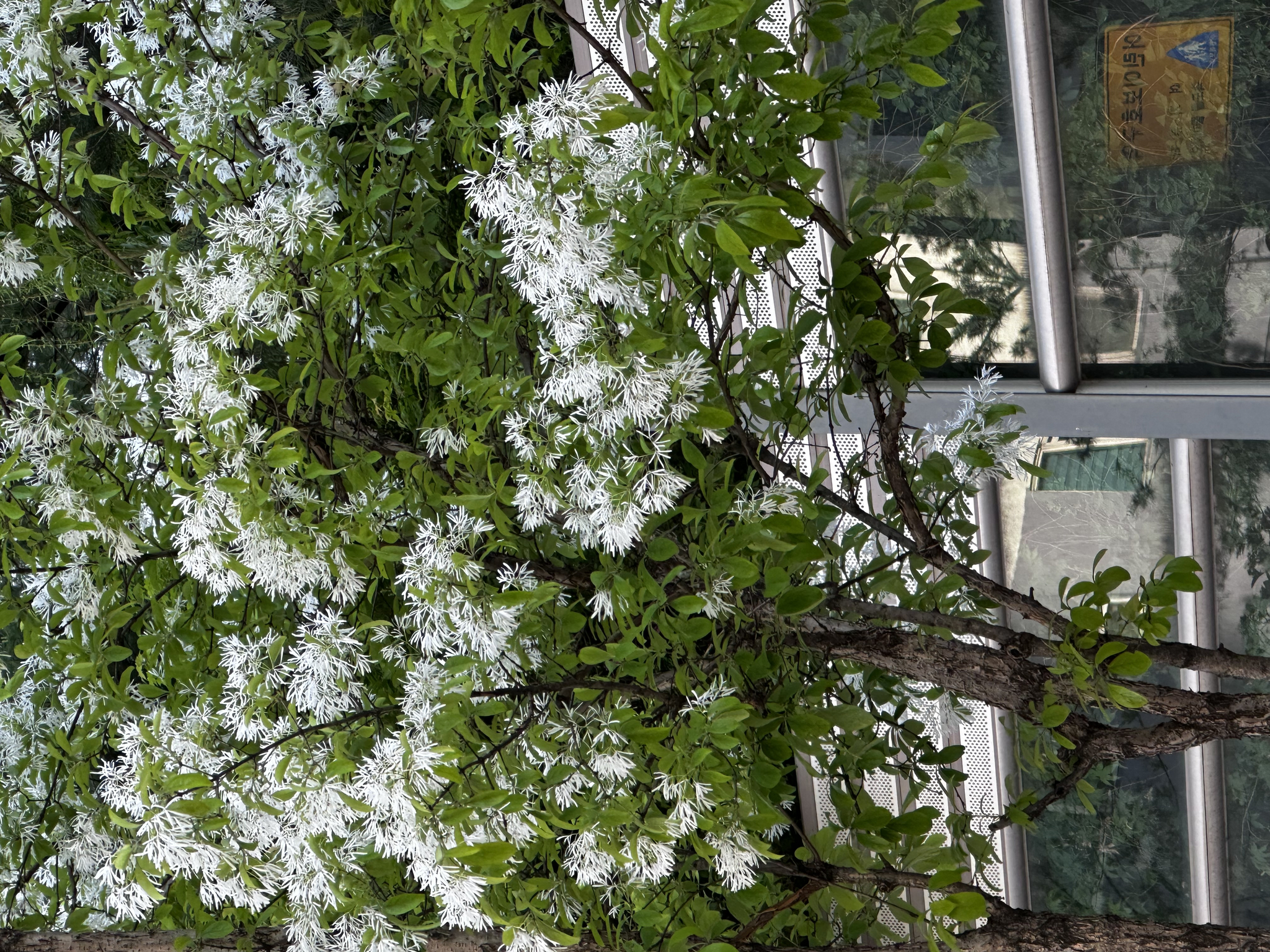 White blossoms of fringe trees line a roadside. The name of the species, Chionanthus retusus, derives from the Greek for “white snow flowers.” [OH KYUNG-AH]