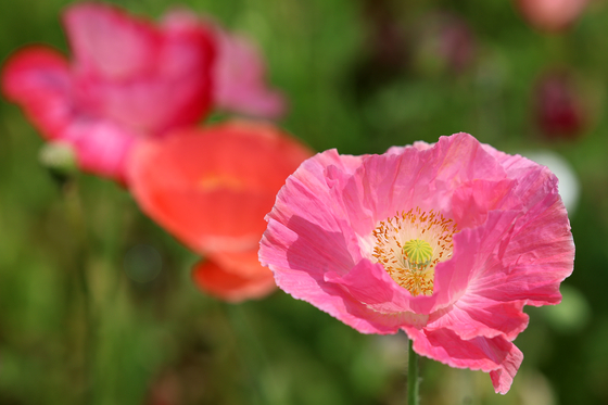 Poppies in Jangseong, South Jeolla, on May 27, 2024 [YONHAP]
