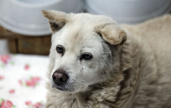 Picture of an abandoned dog taken in 2024 in Gyeonggi. [JOONGANG ILBO]