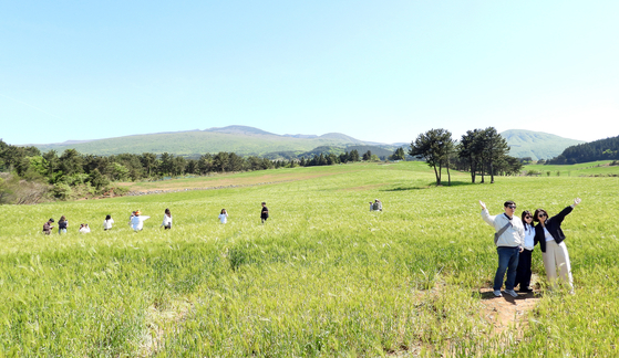 Tourists enjoy a barley field in Jeju Island, one of the settings for the Netflix series “When Live Gives You Tangerines,” which is partially set in Jeju, on May 4. [NEWS1]