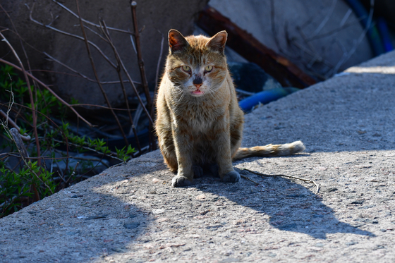 A cat covered in soot and smoke waits to be rescued in Yeongdeok County, North Gyeongsang, on April 3, following a wildfire that swept through the area. [NEWS1] 