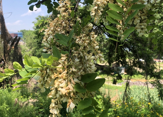 Acacia blossoms wilted at a beekeeping farm in Namyangju, Gyeonggi, on May 19, after being struck by a sudden downpour on May 16. [KOREA BEEKEEPING ASSOCIATION]