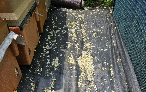 Acacia blossoms, battered by heavy rain, lie scattered around a beehive on May 19. [KOREA BEEKEEPING ASSOCIATION]