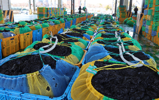Piles of seaweed in Busan on Feb. 4 [YONHAP]