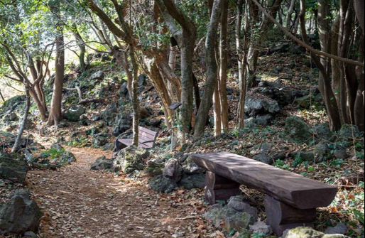 Hwasun Gotjawal in Seogwipo City, Jeju [KOREA TOURISM ORGANIZATION]