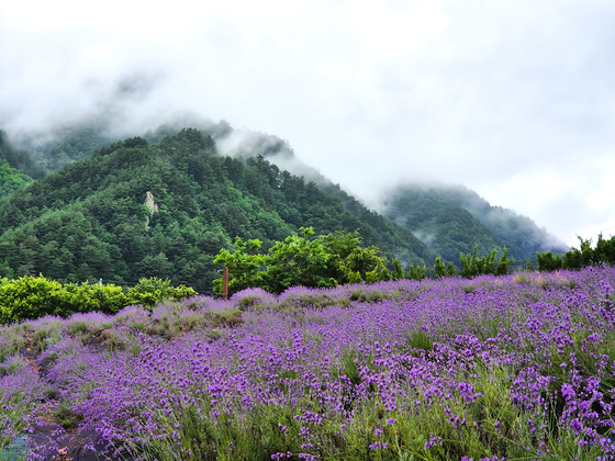 A view of Yangwon Lavender's ″Healing Garden″ in Uljin, North Gyeongsang [YANGWON LAVENDER]
