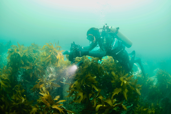 The Korea Fisheries Resources Agency creates and manages marine forests through local governments to mitigate and prevent the spread of marine desertification as part of its efforts to address the climate crisis and achieve carbon neutrality. [THE KOREA FISHERIES RESOURCES AGENCY]