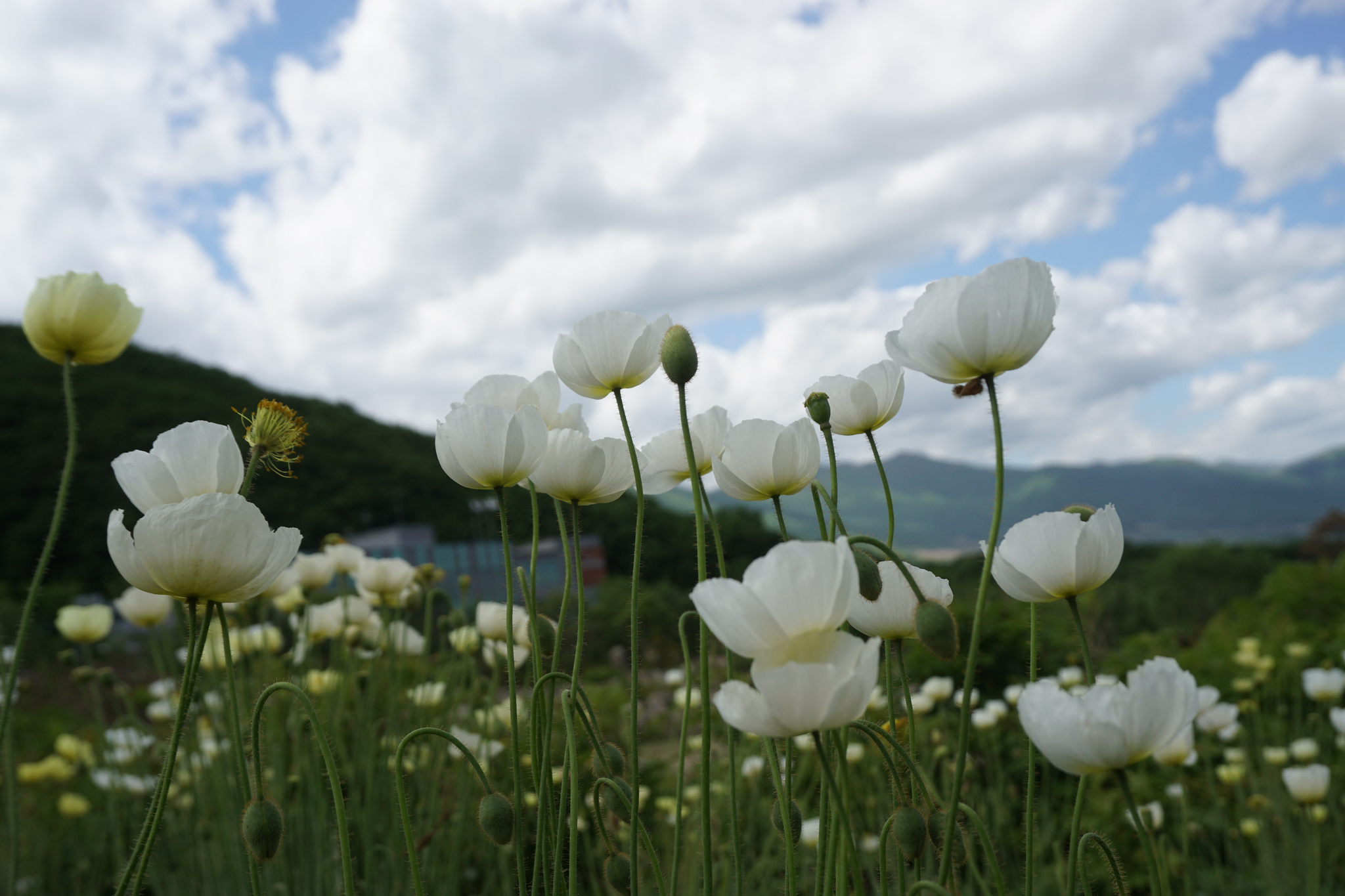 White poppies [KOREA NATIONAL ARBORETUM]