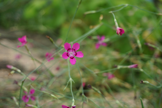 Jangbaek pinks [KOREA NATIONAL ARBORETUM]