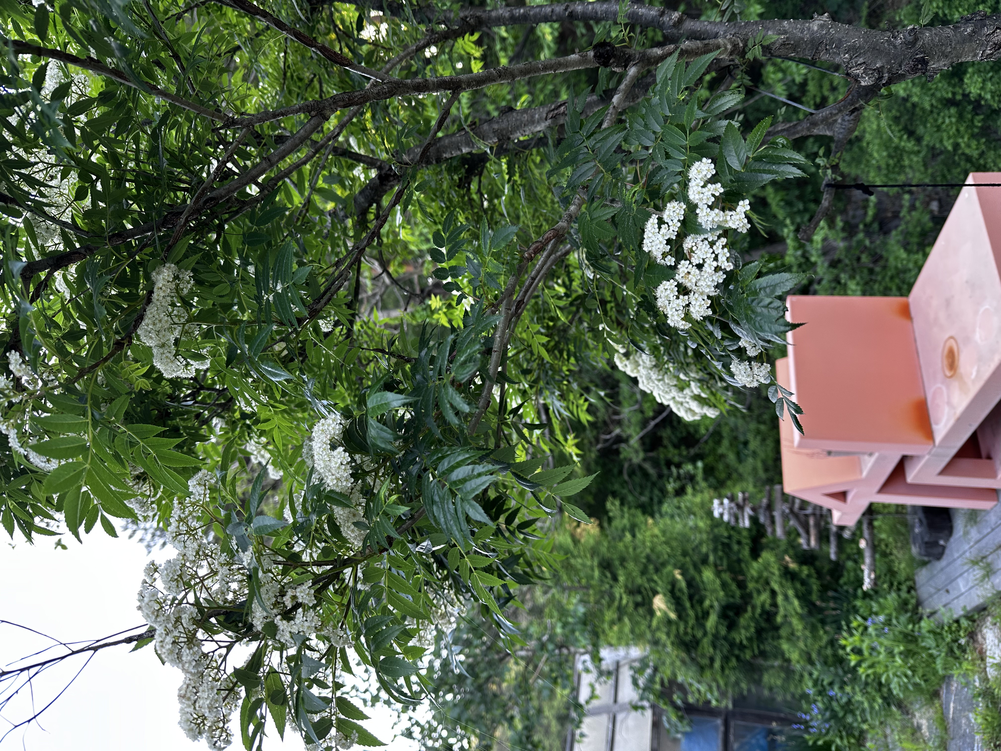 A Garden in May. [OH KYUNG-AH]