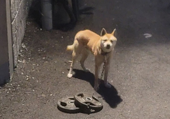 A dog tied to 30-kilogram (66-pound) barbell plates found in a neighborhood [SCREEN CAPTURE]