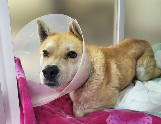 A dog tied to 30-kilogram barbell plates found in a neighborhood [SCREEN CAPTURE]