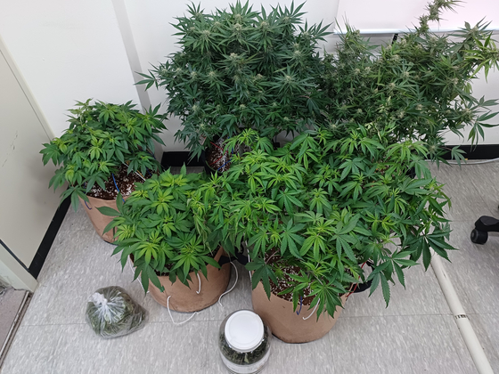 Cannabis plants [NEWS1]
