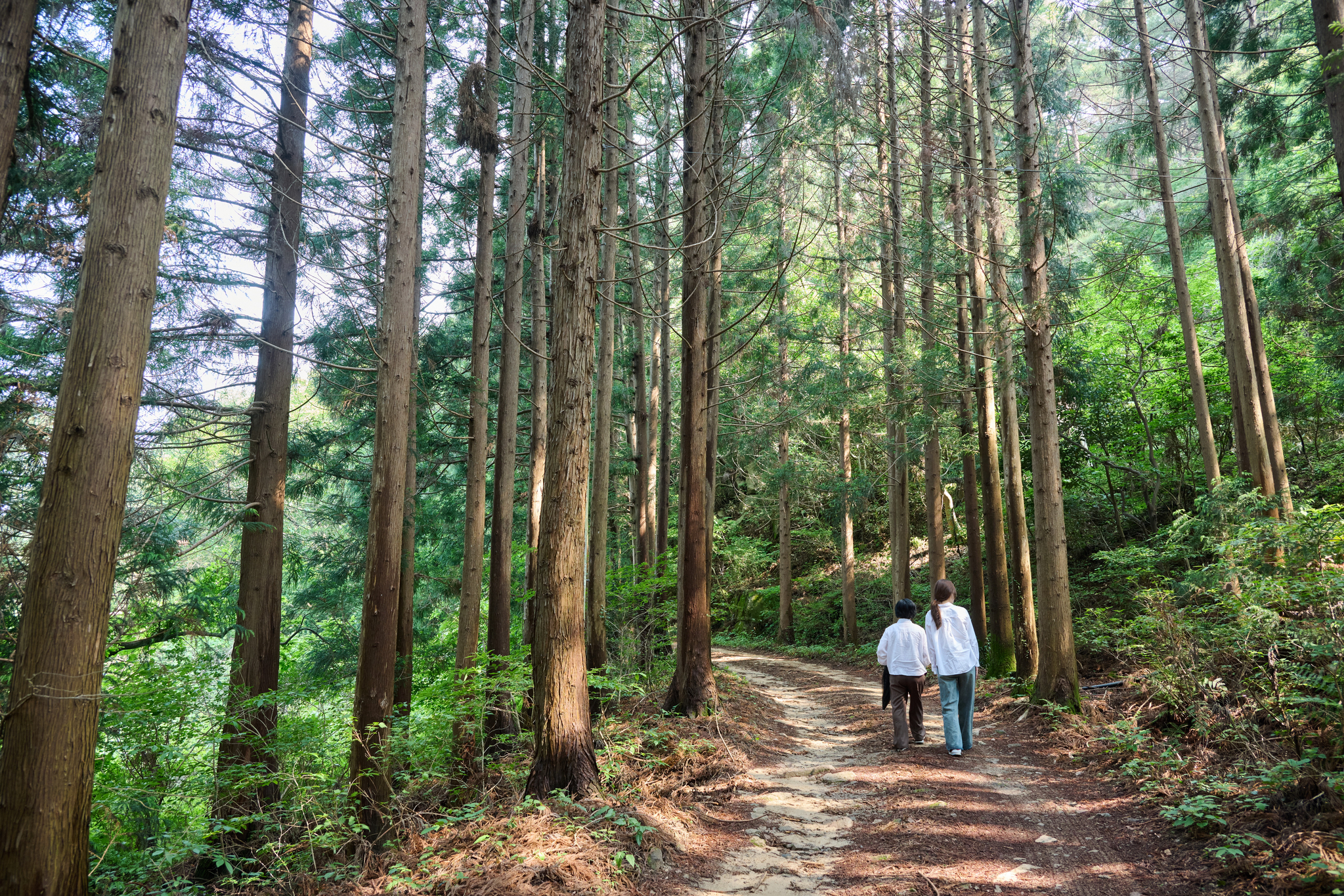 People take a stroll through Cheongwansan National Recreation Forest. [JANGHEUNG COUNTY OFFICE]