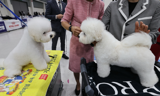 Participating dogs wait to be judged at the 2025 Seoul FCI International Dog Show held at the aT Center in Seocho District, southern Seoul, on June 15. [YONHAP]
