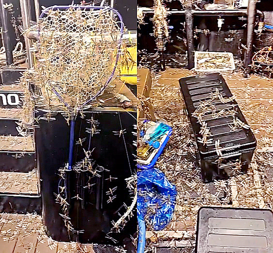 A swarm of dragonflies that flew onto a fishing boat in Jeju [SCREEN CAPTURE]