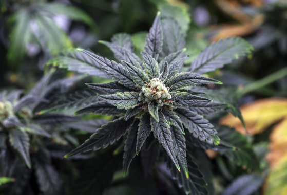 A cannabis plant ready to be harvested for cannabidiol (CBD) is seen on July 21, 2022. [JOONGANG ILBO]