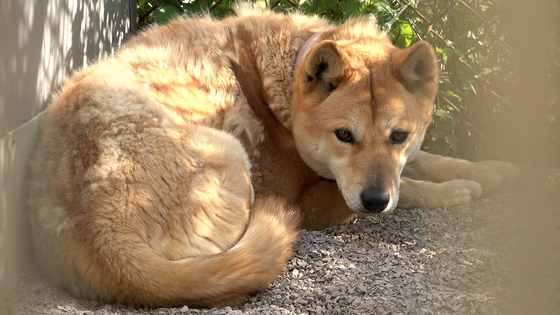 A Jindo dog [JOONGANG ILBO]