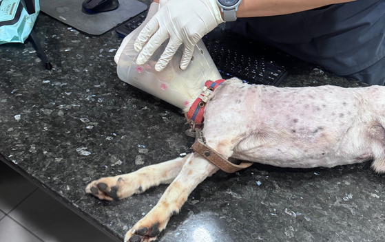 A dog receives treatment at an animal hospital after being shot with BBs by three men, including two marines, in Geoje, South Gyeongsang, on June 8. According to the owner, the dog is so traumatized it must be sedated for medical examinations. [JOONGANG ILBO] 