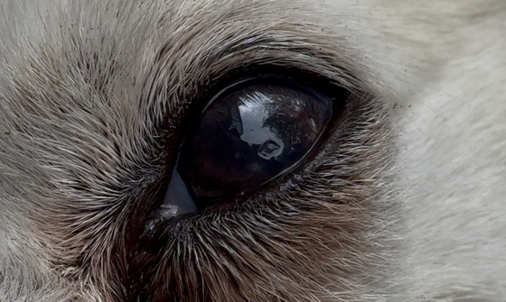 A dog’s eye is visibly damaged after being shot with a BB, with injury to the surrounding cornea. [JOONGANG ILBO] 