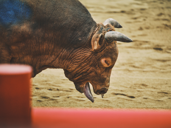 A fighting bull pants with its tongue out after being forced to compete during a bullfighting event in Cheongdo, North Gyeongsang, earlier in the year. [ANIMAL LIBERATION WAVE]