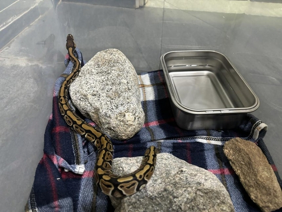 A python found at a hotel in Yangyang, Gangwon [KOREA NATIONAL PARK SERVICE]