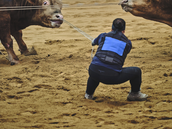 Handlers pull fighting bulls into the ring by tugging on their nose ropes during a bullfighting event in Cheongdo, North Gyeongsang, earlier in the year. [ANIMAL LIBERATION WAVE]