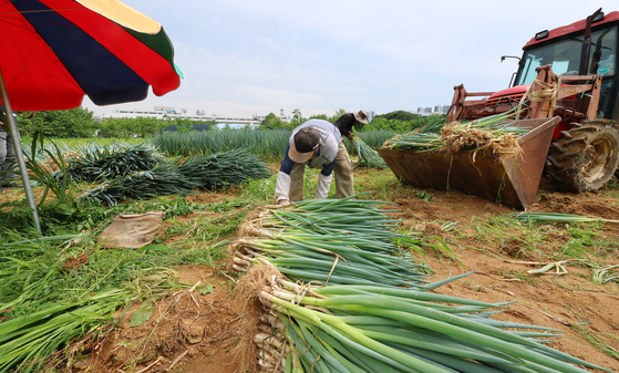 Farmers harvest scallions under sweltering heat at a farm in Guwol-dong, Namdong District, Incheon, on June 24, ahead of forecast monsoon rains. [YONHAP] 