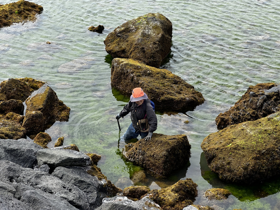 A man wades through green sea lettuce that has washed ashore near a port in Iho-dong, western Jeju, on June 23. [JOONGANG ILBO]