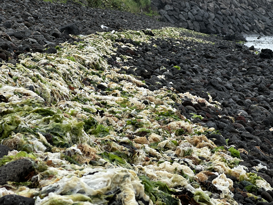 Green sea lettuce rots on the pebble shore off Iho-dong, western Jeju, on the morning of June 24. [JOONGANG ILBO]