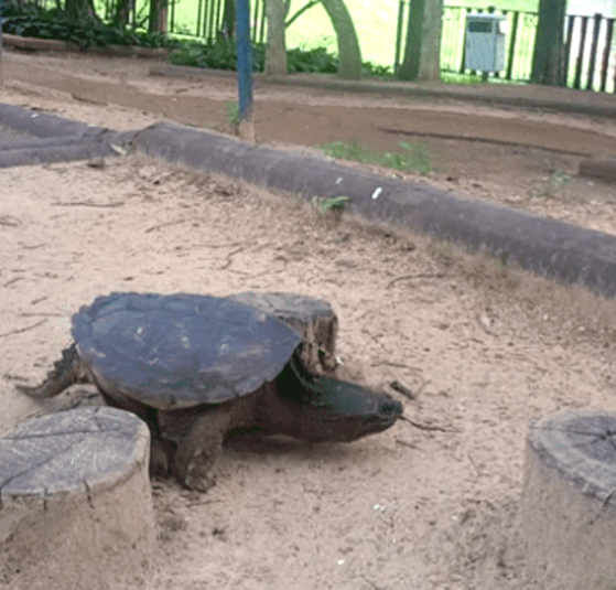 A common snapping turtle is spotted at a park in Galsan-dong, Bupyeong District, Incheon, on June 30. [YONHAP] 