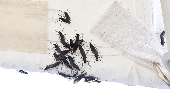 Lovebugs swarm and cling to tents at a ceremony marking the opening of the Incheon Subway Line 1 extension at Singeomdan Jungang Station in Seo District, Incheon, on June 27, 2025. [YONHAP]