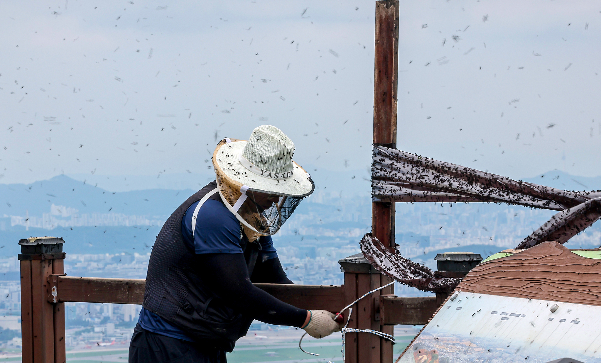 Officials from the forest protection team of Gyeyang District Office install insect traps and conduct disinfection as swarms of lovebugs emerge near the summit of Mount Gyeyang in Incheon on June 30. [NEWS1]
