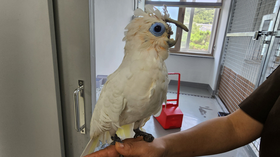 A parrot is seen after receiving treatment for an artificial beak surgery at Uchi Zoo in Buk District, Gwangju on June 28. [JEONG EUN-HYE]