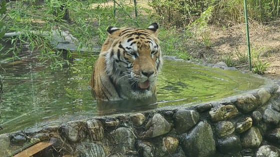 Hokwang, a Bengal tiger, rests in water at an outdoors pool in Uchi Zoo in Buk District, Gwangju on June 28. [JEONG EUN-HYE]