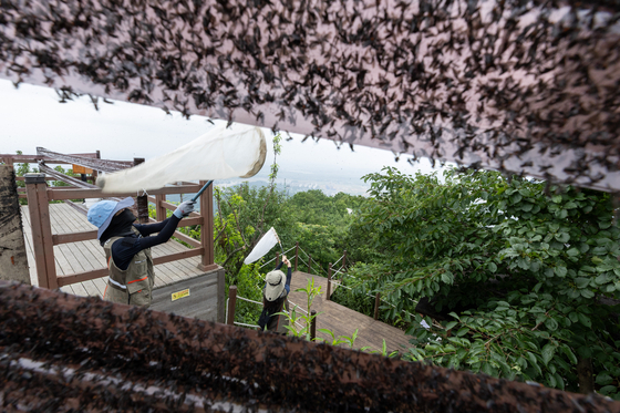 The Ministry of Environment and related agencies' officials work with blowers and water sprayers during a pest control operation on lovebugs on Mount Gyeyang in Incheon on July 4. [MINISTRY OF ENVIRONMENT]