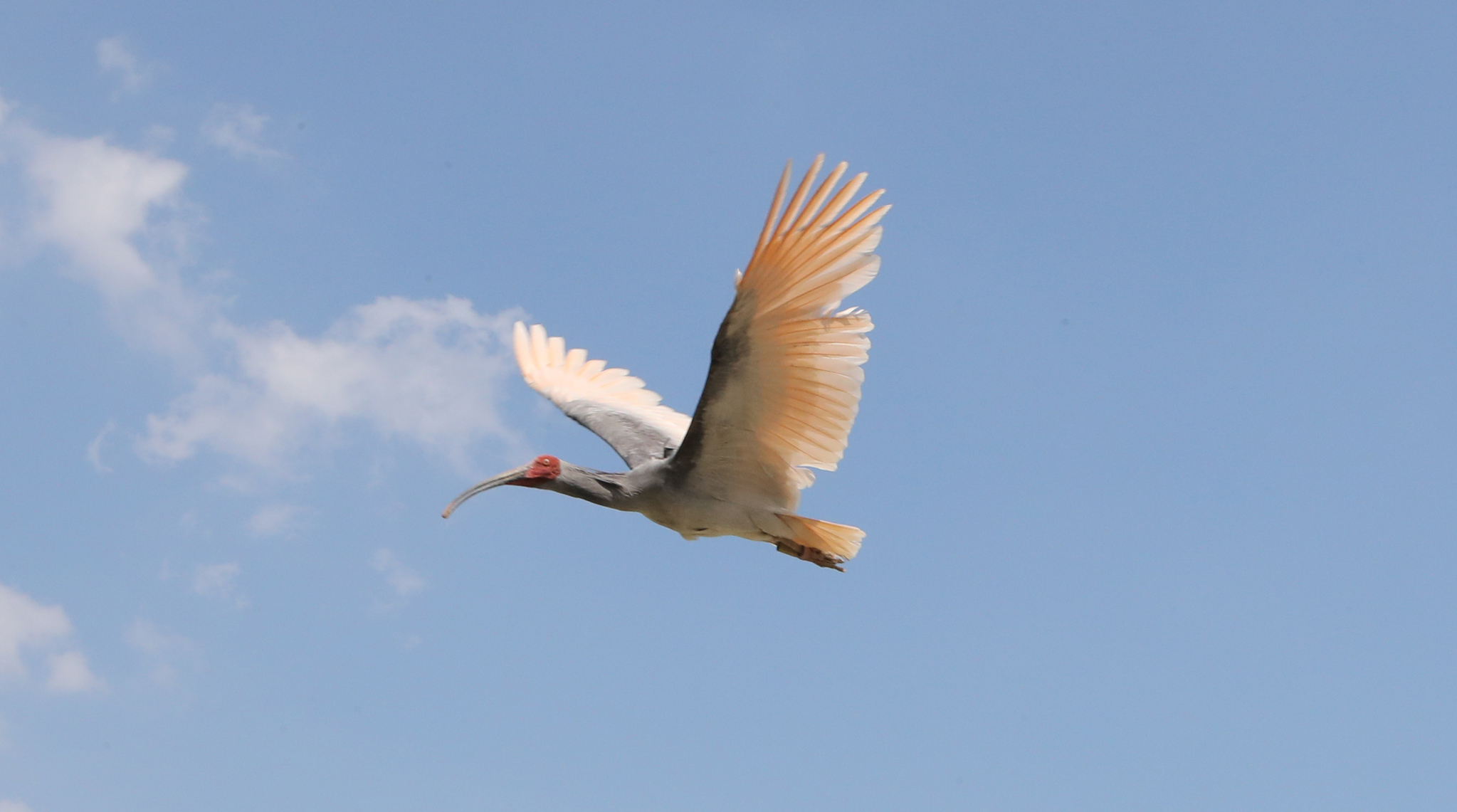 A wild crested ibis flies in Changnyeong County, South Gyeongsang, on May 28, 2020. [JOONGANG ILBO]