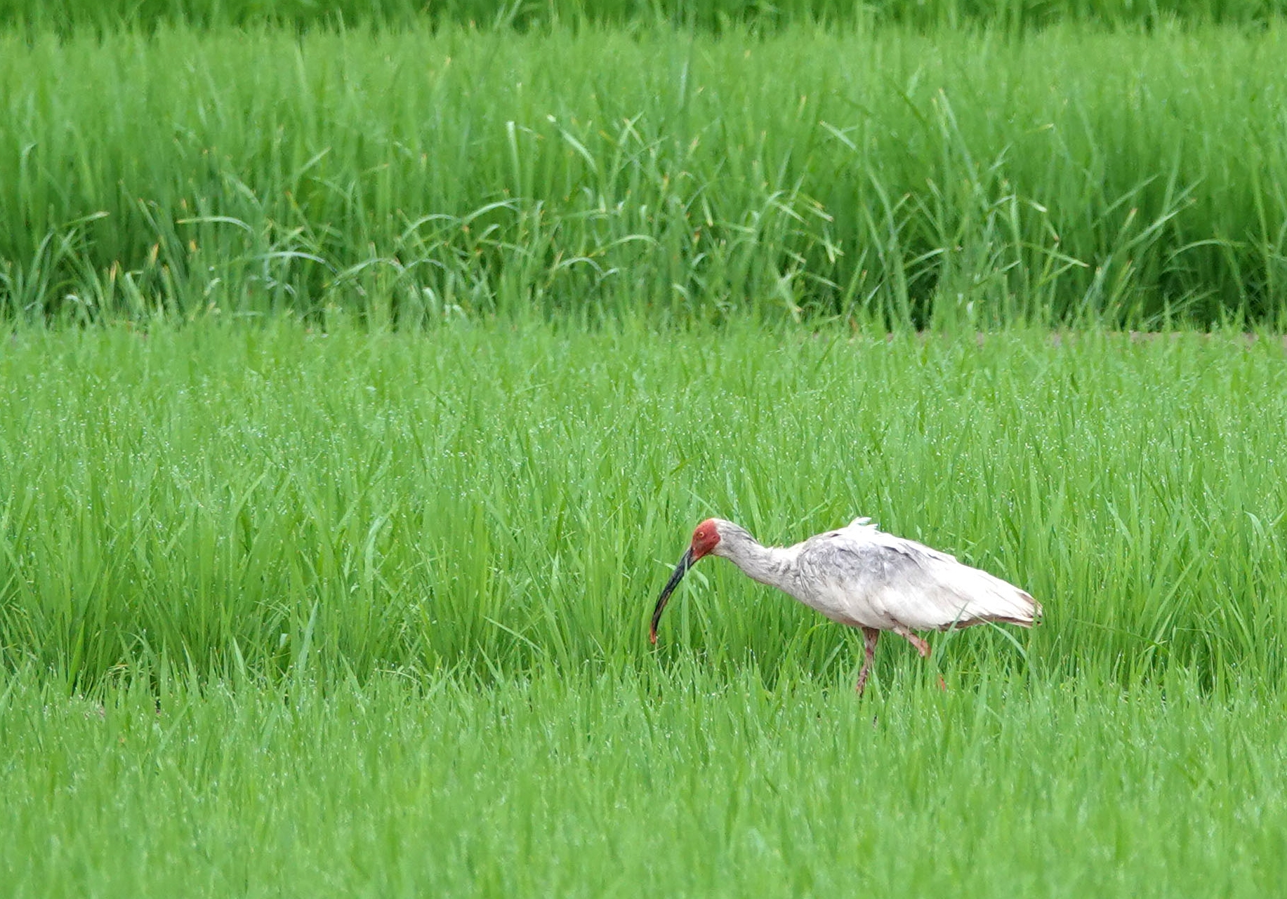 A wild crested ibis in Changnyeong County, South Gyeongsang, on July 12, 2023. [YONHAP]