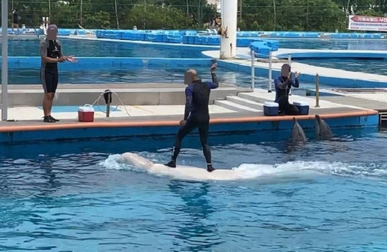 The Geoje Sea World marine zoo in Geoje, South Gyeongsang [HOT PINK DOLPHINS]