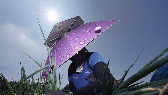 A farmer works at the field with a parasol on July 2 in Goryeong, North Gyeongsang. [YONHAP]