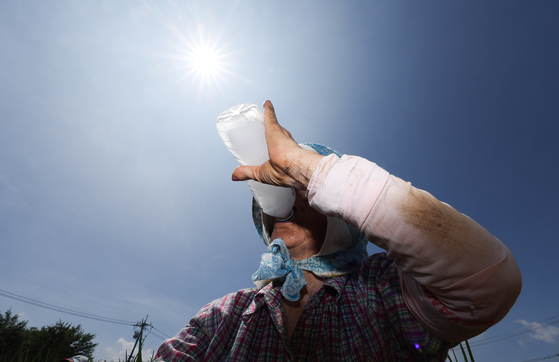 A farmer drinks water while working under the sun in Goryeong County in South Gyeongsang on July 2. [YONHAP]