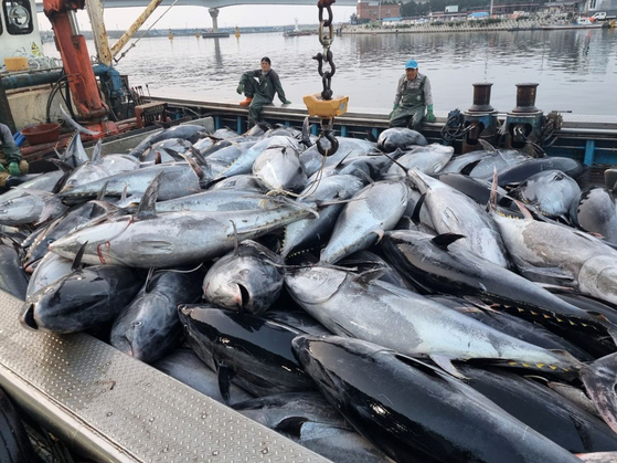  Bluefin tuna caught off the coast of the East Sea are seen at a port in Yeongdeok, North Gyeongsang, on July 8. [NEWS1]
