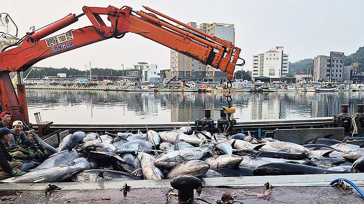 Some 1,300 giant bluefin tuna were caught off the coast of Yeongdeok County, North Gyeongsang, on Tuesday morning and allocated to the Ganggu branch of the National Federation of Fisheries Cooperatives. [YEONGDEOK COUNTY]