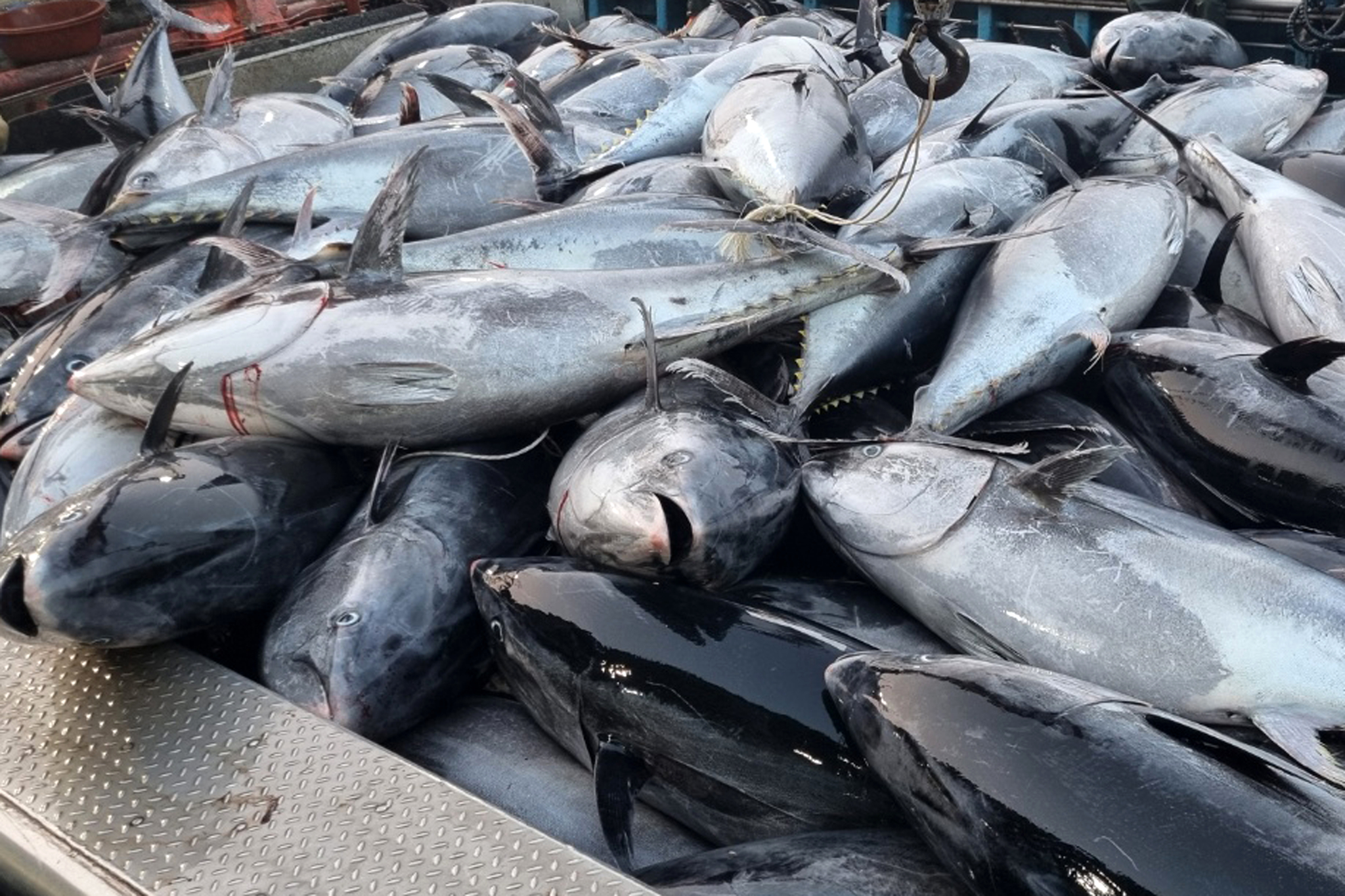 Some 1,300 giant bluefin tuna were caught off the coast of Yeongdeok County, North Gyeongsang, on Tuesday morning and allocated to the Ganggu branch of the National Federation of Fisheries Cooperatives. [YEONGDEOK COUNTY]